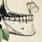 Vintage Anatomy Poster "HIPS & JAW" Set of 2 Prints