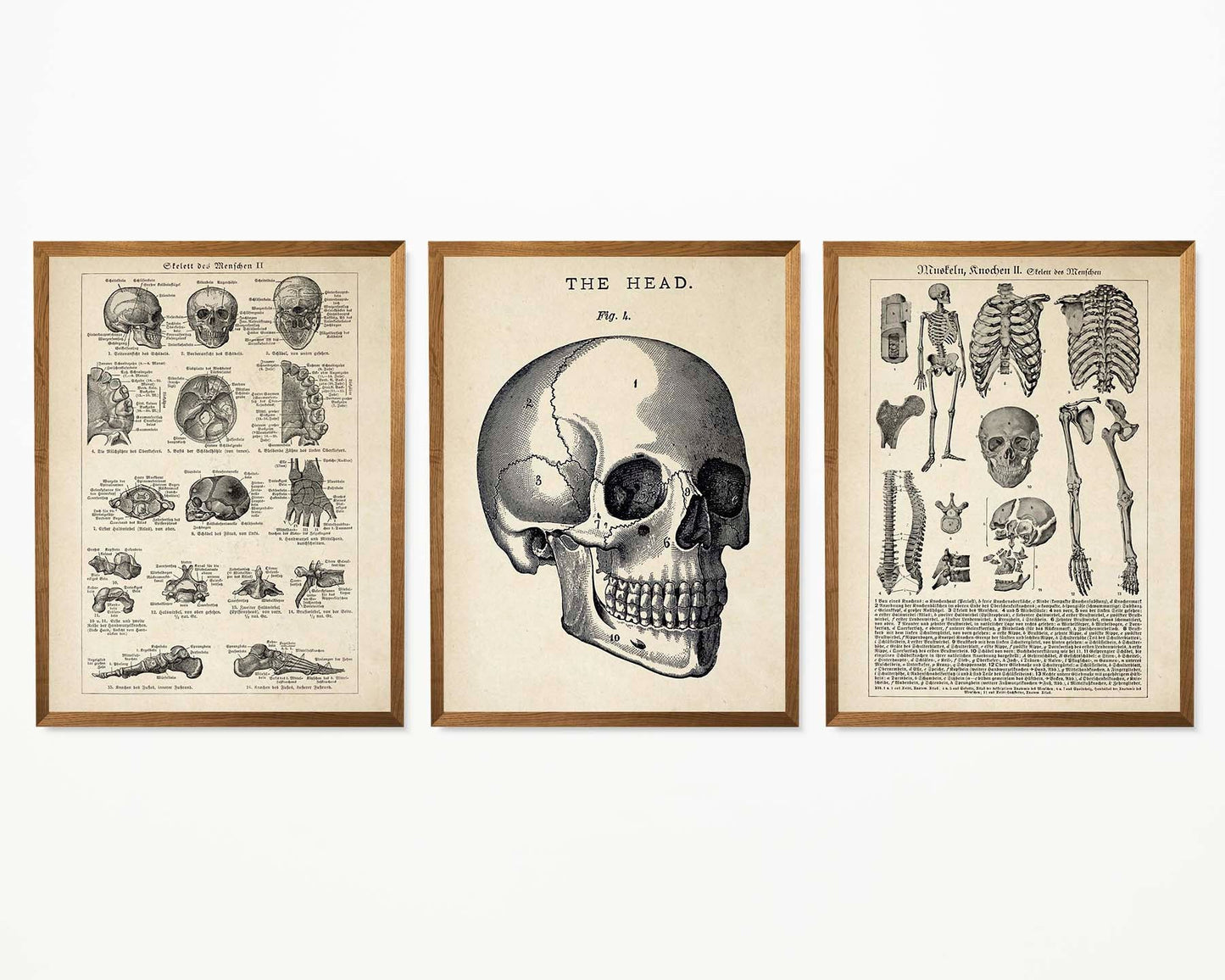 Vintage Anatomy Posters "SKULL" Set of 3 Prints