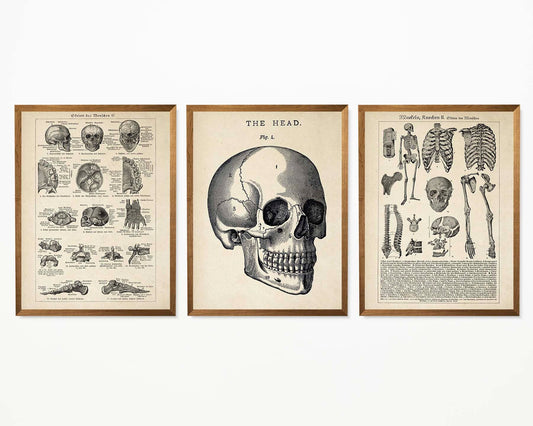 Pósteres de anatomía vintage "SKULL" Juego de 3 impresiones