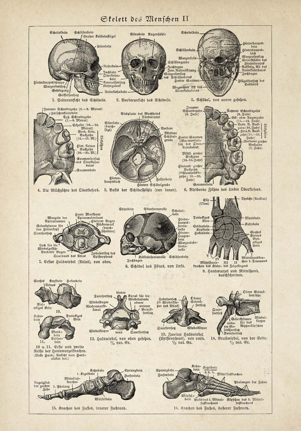 Vintage Anatomy Posters "SKULL" Set of 3 Prints