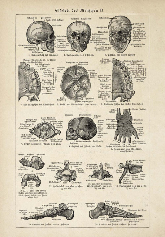 Pósteres de anatomía vintage "SKULL" Juego de 3 impresiones