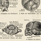 Vintage Anatomy Posters "SKULL" Set of 3 Prints