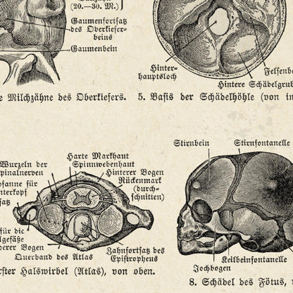 Pósteres de anatomía vintage "SKULL" Juego de 3 impresiones