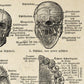 Vintage Anatomy Posters "SKULL" Set of 3 Prints