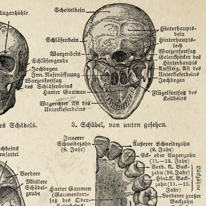 Pósteres de anatomía vintage "SKULL" Juego de 3 impresiones