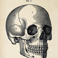 Vintage Anatomy Posters "SKULL" Set of 3 Prints