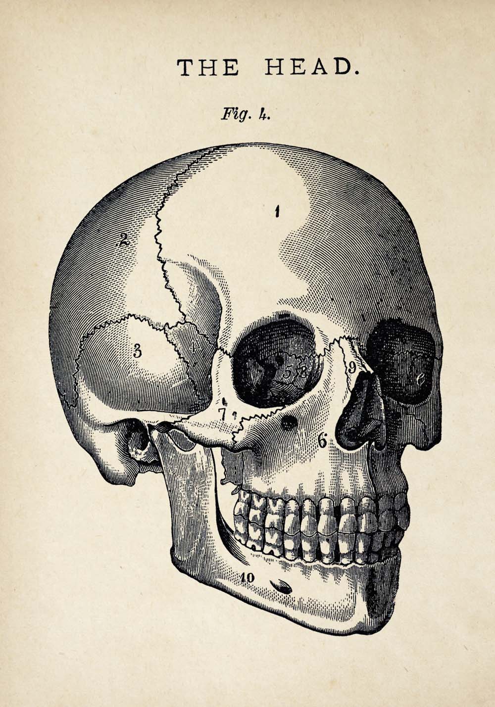 Vintage Anatomy Posters "SKULL" Set of 3 Prints