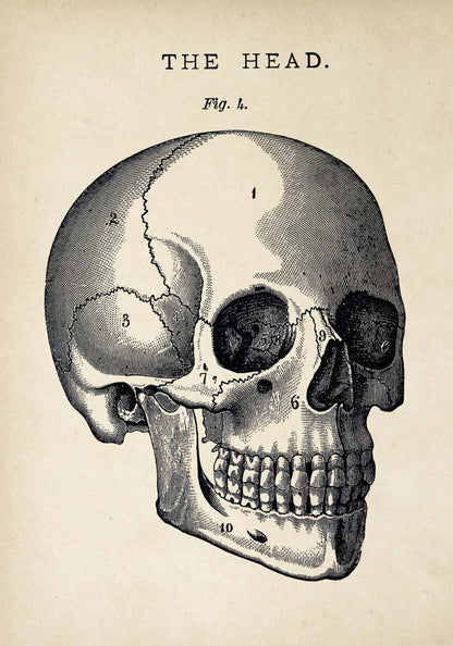 Pósteres de anatomía vintage "SKULL" Juego de 3 impresiones