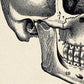 Vintage Anatomy Posters "SKULL" Set of 3 Prints