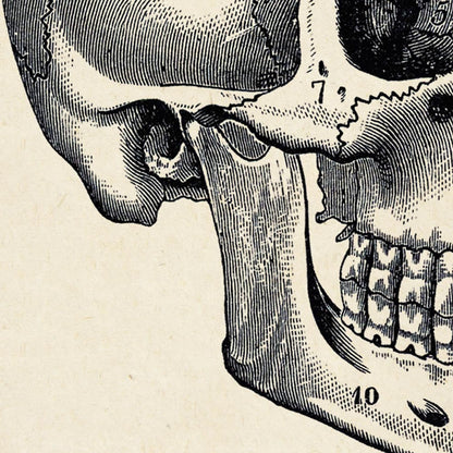 Pósteres de anatomía vintage "SKULL" Juego de 3 impresiones