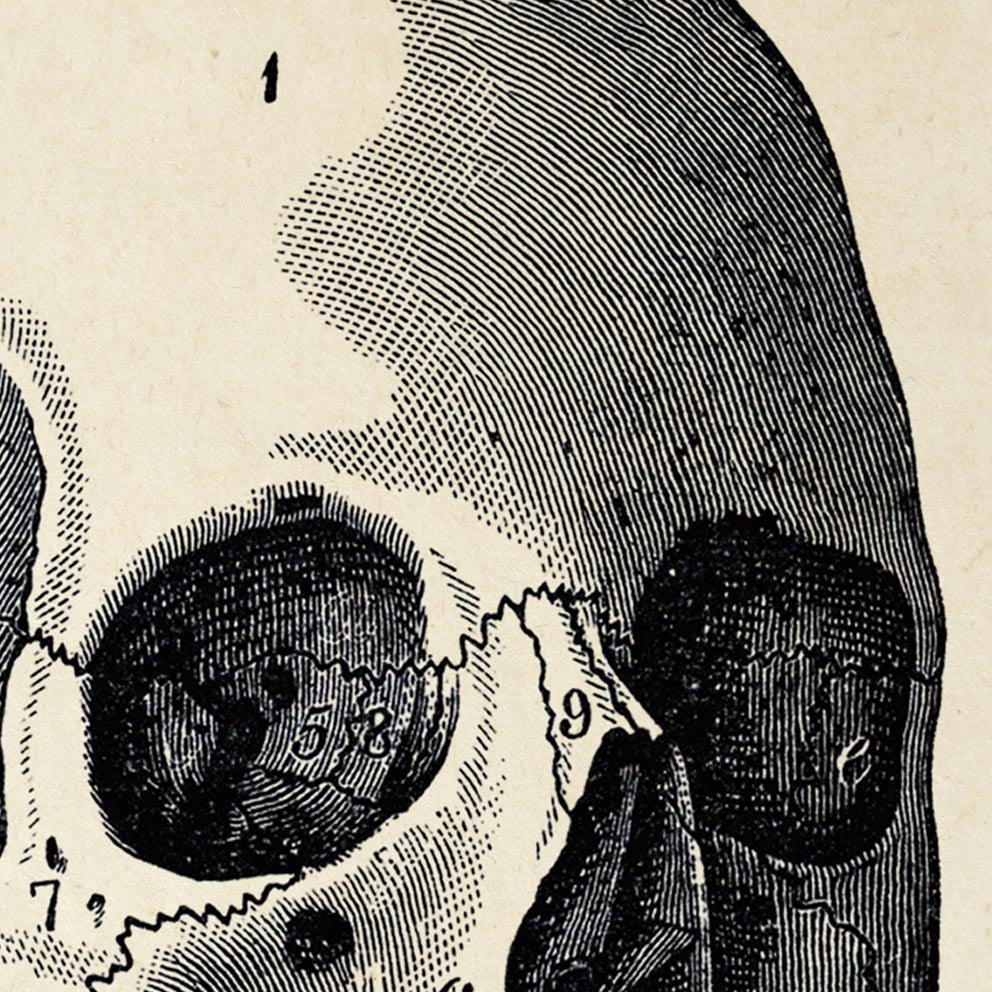 Vintage Anatomy Posters "SKULL" Set of 3 Prints