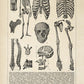 Vintage Anatomy Posters "SKULL" Set of 3 Prints