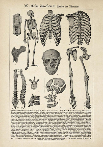 Pósteres de anatomía vintage "SKULL" Juego de 3 impresiones