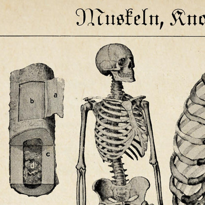 Pósteres de anatomía vintage "SKULL" Juego de 3 impresiones