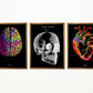 Vintage Anatomy Posters "REVERSED" Set of 3 Prints