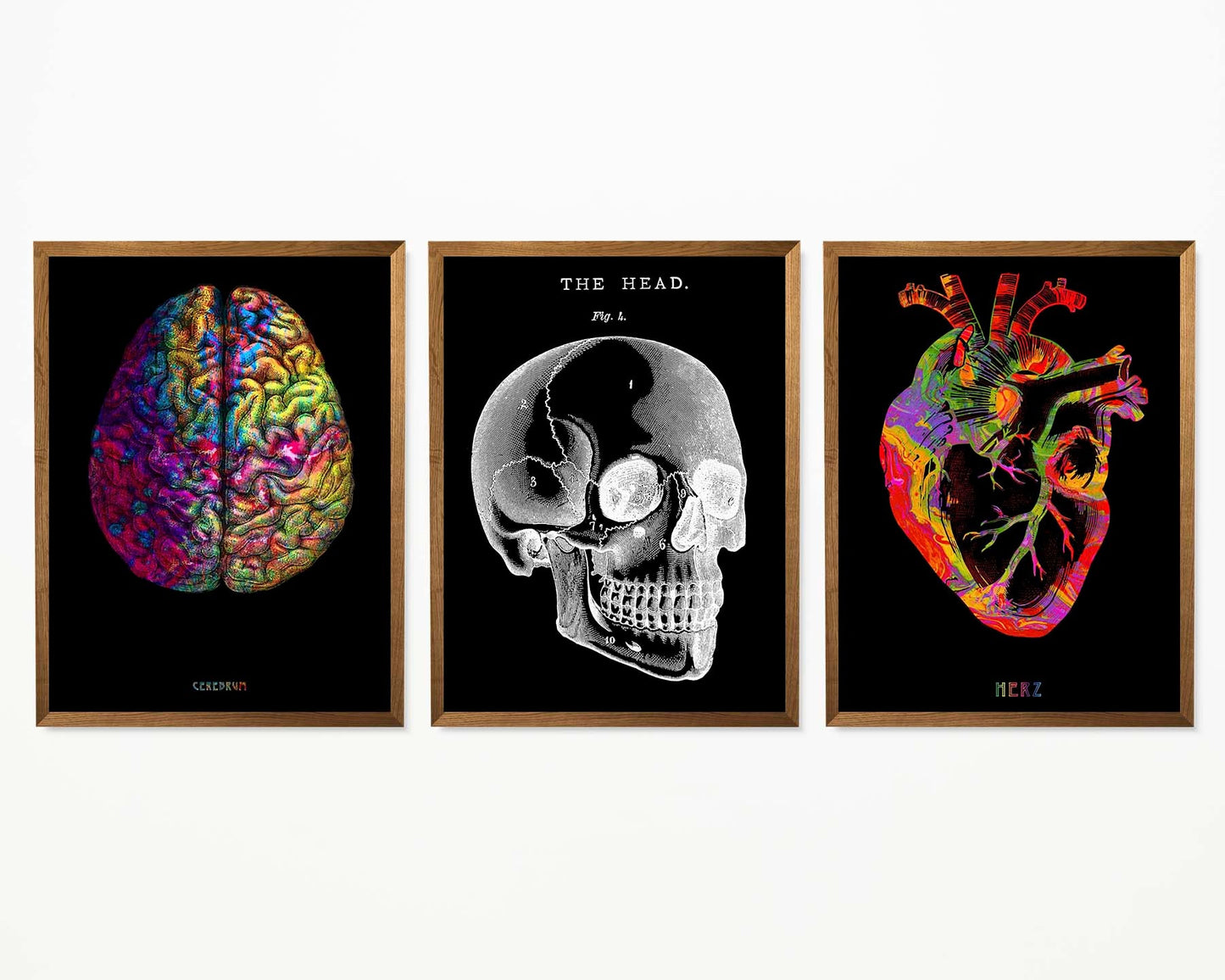 Vintage Anatomy Posters "REVERSED" Set of 3 Prints