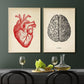 HEART & BRAIN Anatomy Art Set of 2 Prints