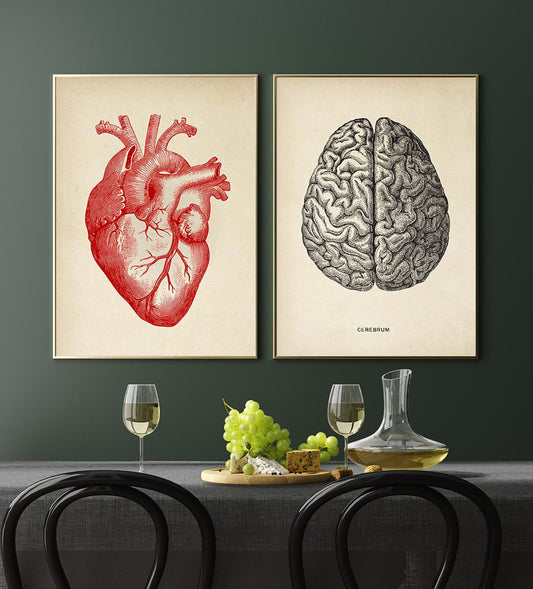 Conjunto de 2 impresiones de anatomía del corazón y el cerebro