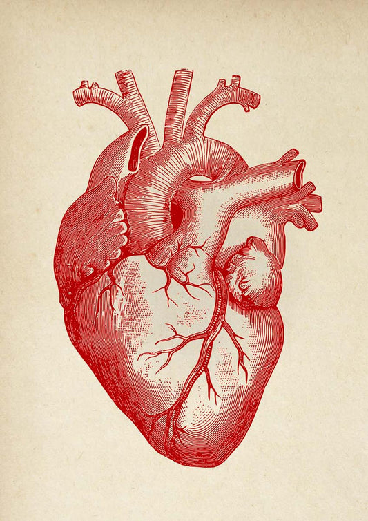 HEART & BRAIN Anatomy Art Set of 2 Prints