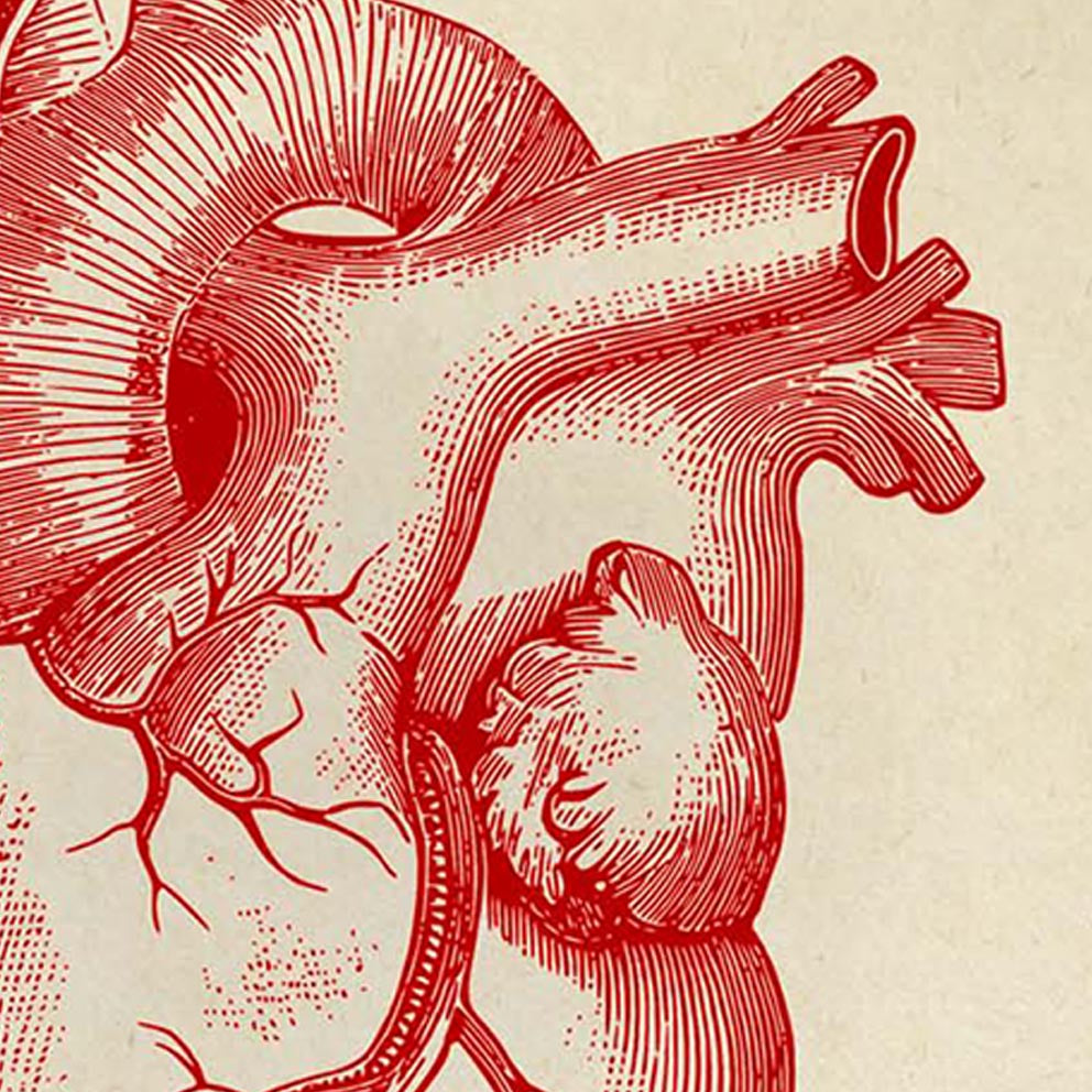 HEART & BRAIN Anatomy Art Set of 2 Prints