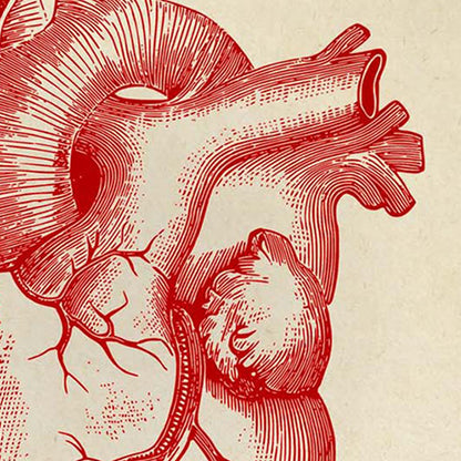 Conjunto de 2 impresiones de anatomía del corazón y el cerebro