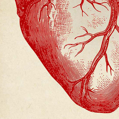 Conjunto de 2 impresiones de anatomía del corazón y el cerebro