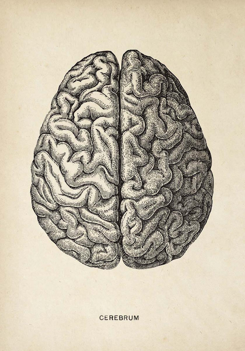 Conjunto de 2 impresiones de anatomía del corazón y el cerebro