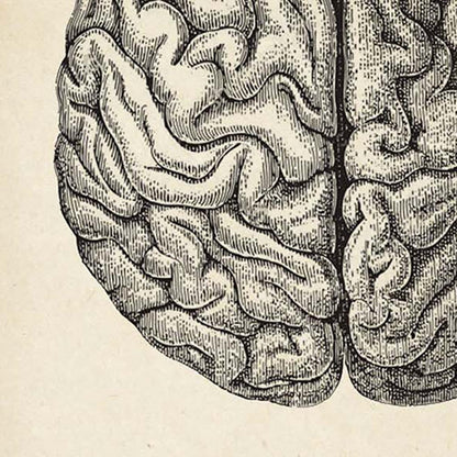 Conjunto de 2 impresiones de anatomía del corazón y el cerebro