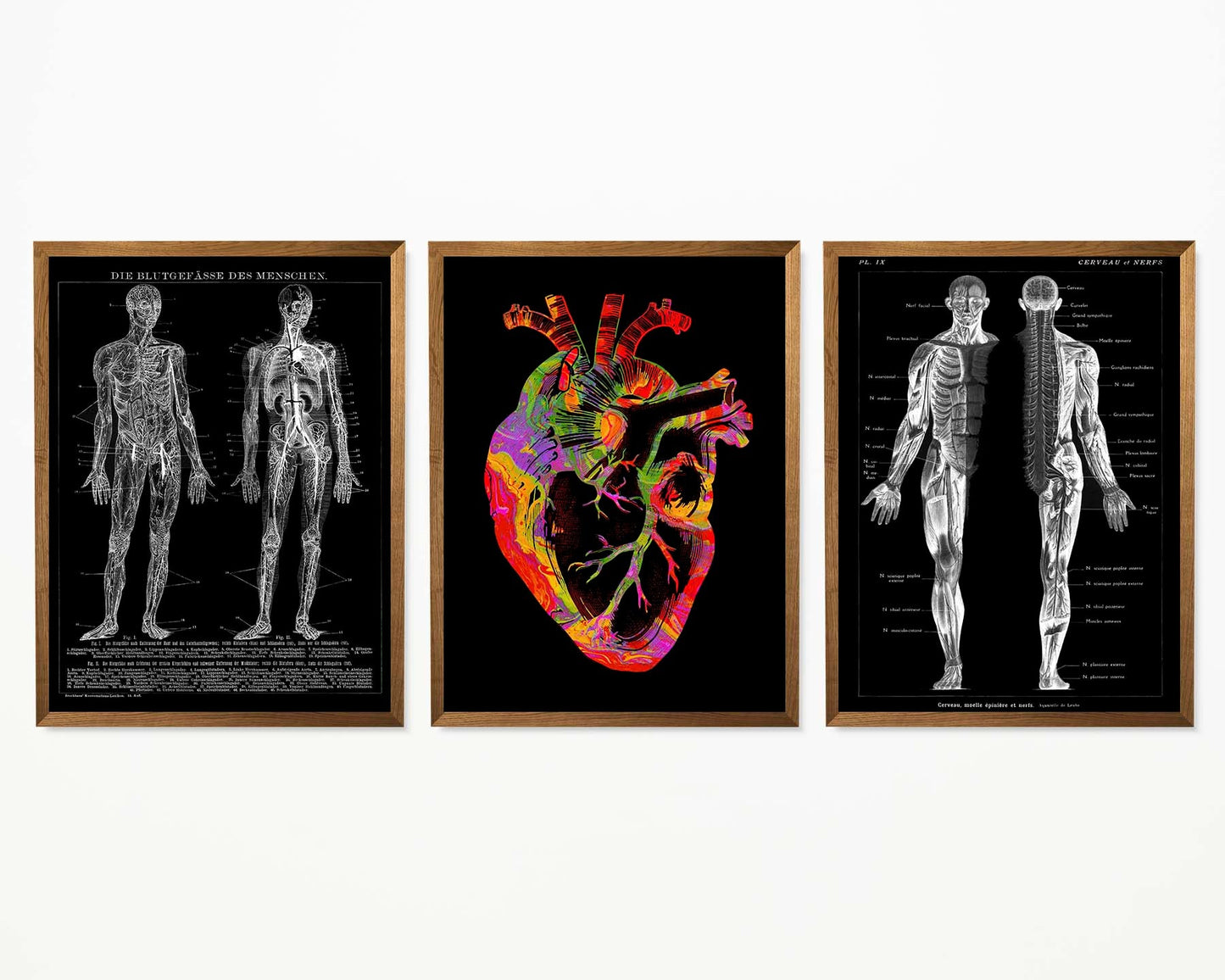 Vintage Anatomy Posters "REVERSED II" Set of 3 Posters