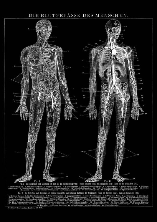 Vintage Anatomy Posters "REVERSED II" Set of 3 Posters