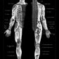 Vintage Anatomy Posters "REVERSED II" Set of 3 Posters