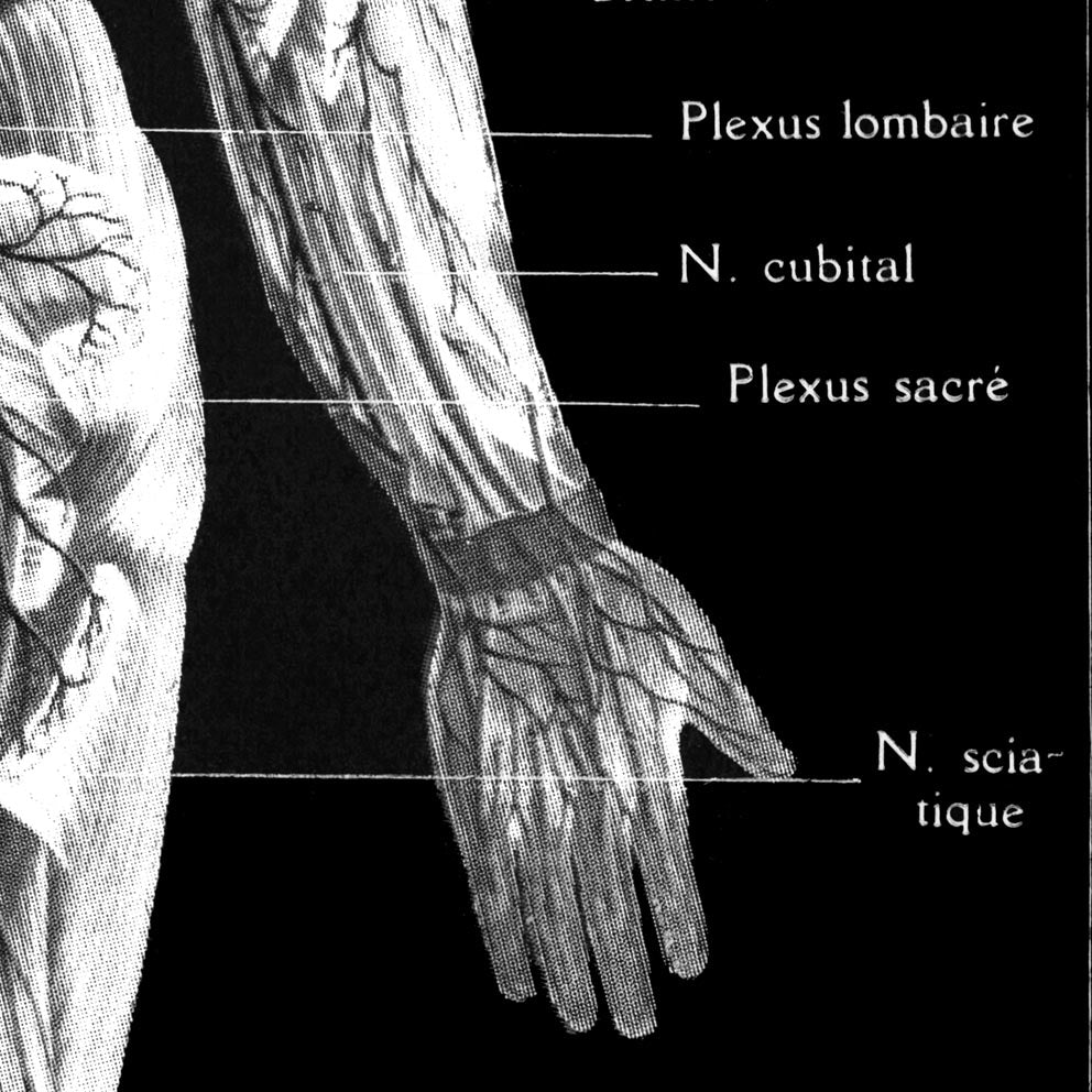 Vintage Anatomy Posters "REVERSED II" Set of 3 Posters