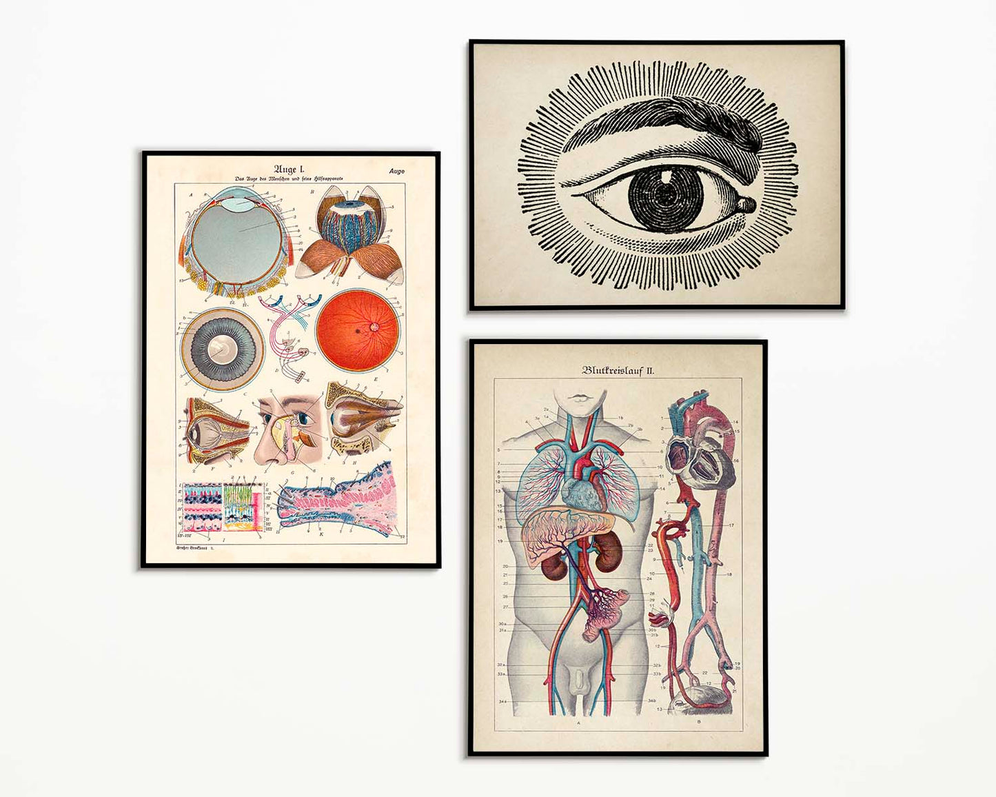 Pósteres de anatomía vintage "EYE FULL" Juego de 3 pósteres