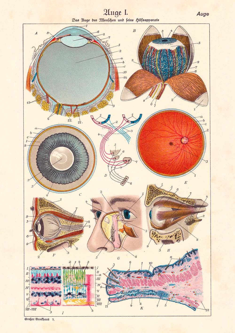 Vintage Anatomy Posters "EYE FULL" Set of 3 Posters