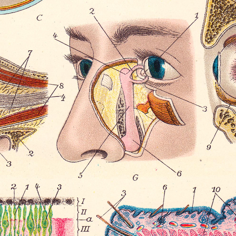 Vintage Anatomy Posters "EYE FULL" Set of 3 Posters