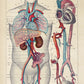 Vintage Anatomy Posters "EYE FULL" Set of 3 Posters