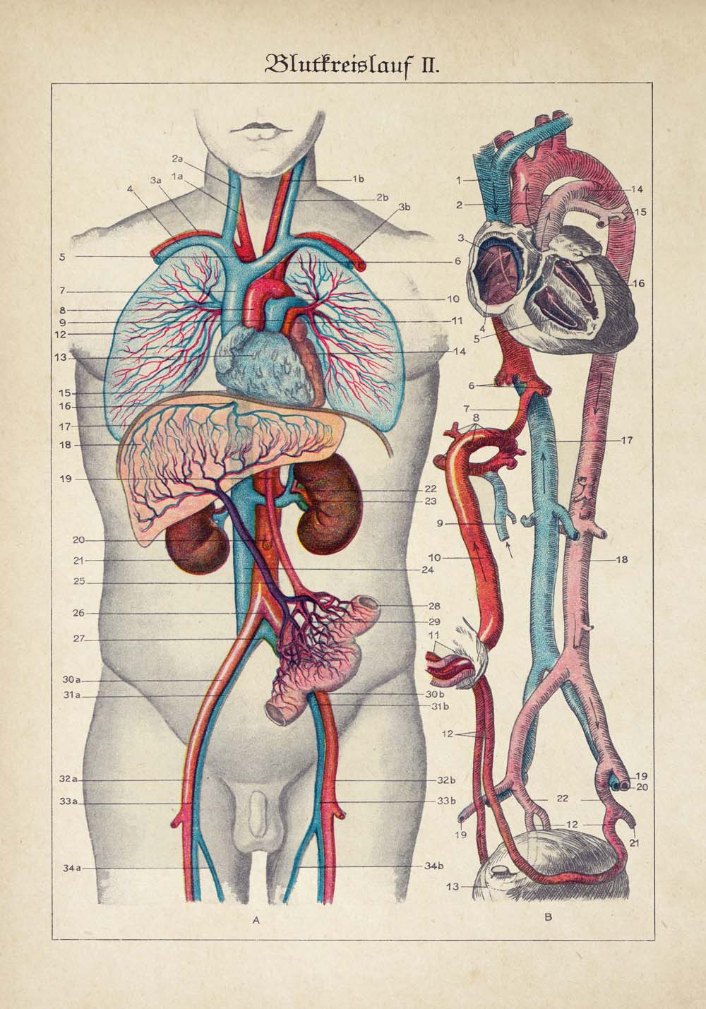 Pósteres de anatomía vintage "EYE FULL" Juego de 3 pósteres