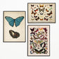 Vintage Butterfly Posters "PAPILLONS" Set of 3 Prints