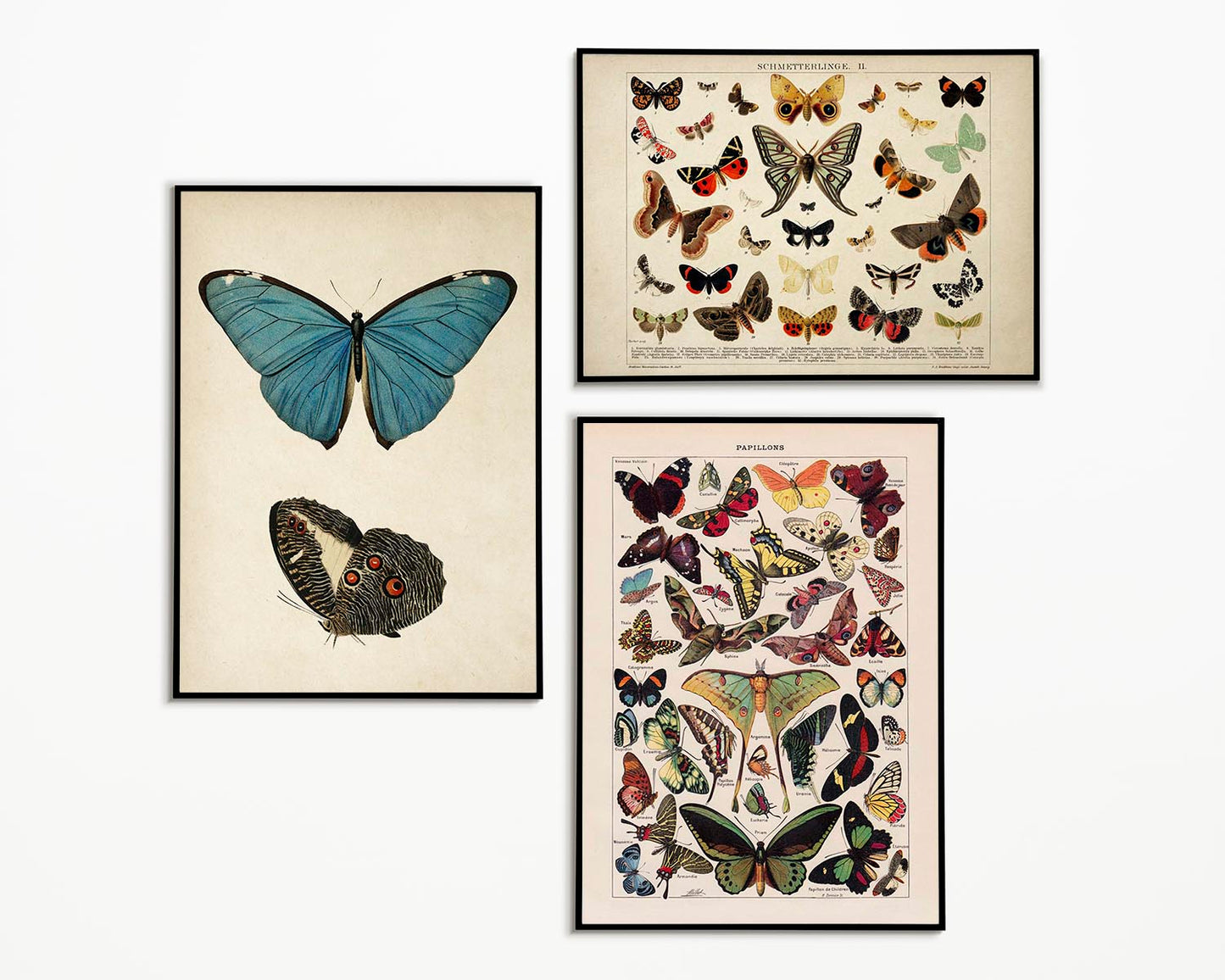 Pósteres de mariposas vintage "PAPILLONS" Juego de 3 impresiones