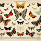 Vintage Butterfly Posters "PAPILLONS" Set of 3 Prints