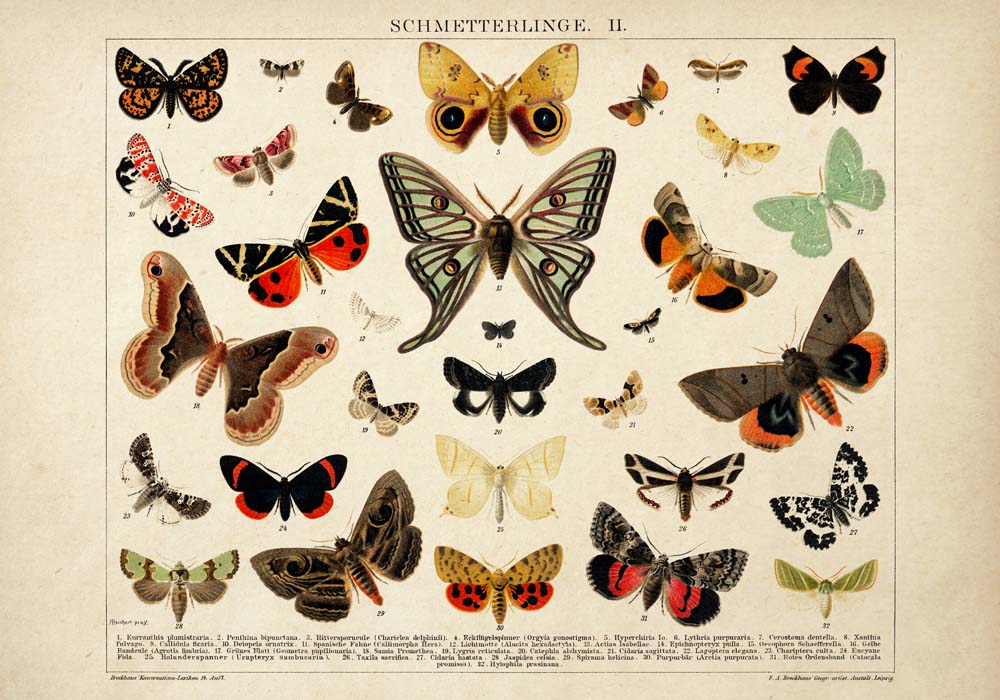 Vintage Butterfly Posters "PAPILLONS" Set of 3 Prints