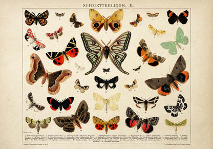 Pósteres de mariposas vintage "PAPILLONS" Juego de 3 impresiones