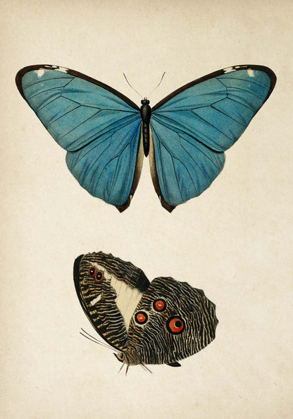 Pósteres de mariposas vintage "PAPILLONS" Juego de 3 impresiones