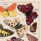 Vintage Butterfly Posters "PAPILLONS" Set of 3 Prints