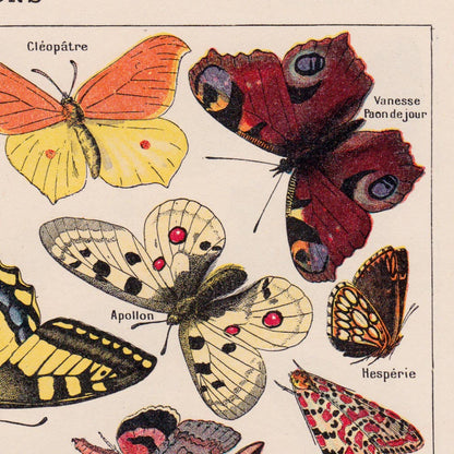 Pósteres de mariposas vintage "PAPILLONS" Juego de 3 impresiones