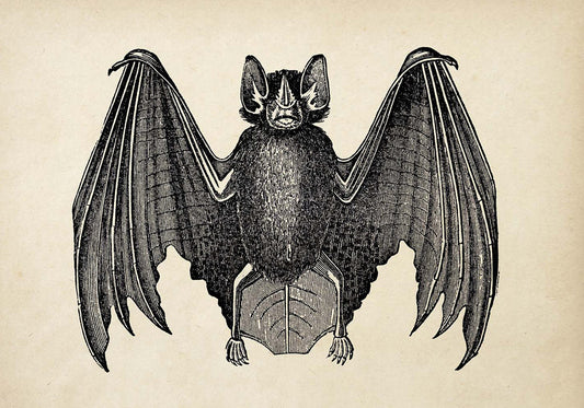 Set of 3 bat prints