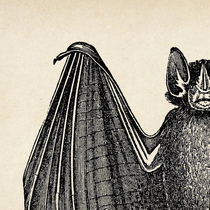 Conjunto de 3 impresiones de murciélago