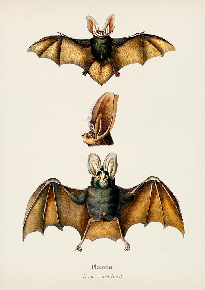 The BAT Set of 3 Poster