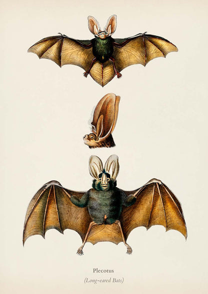 Conjunto de 3 impresiones de murciélago