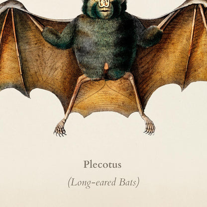 Conjunto de 3 impresiones de murciélago